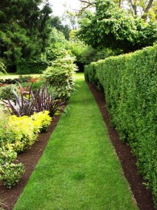 10 Plants For An Irish Hedge Peter Donegan Landscaping And Garden Design